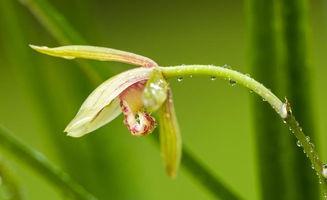 兰花姐姐最新爆料,娱乐圈幕后真相大曝光! 第1张 兰花姐姐最新爆料,娱乐圈幕后真相大曝光! 第1张